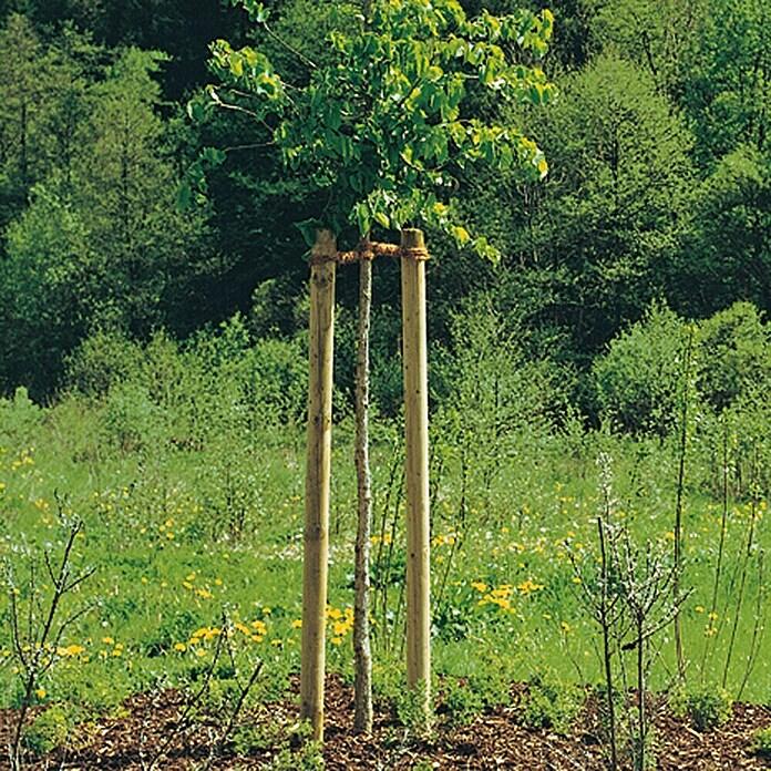 Tree post