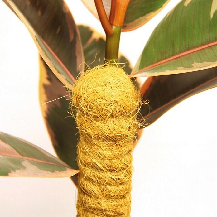 Coconut stick